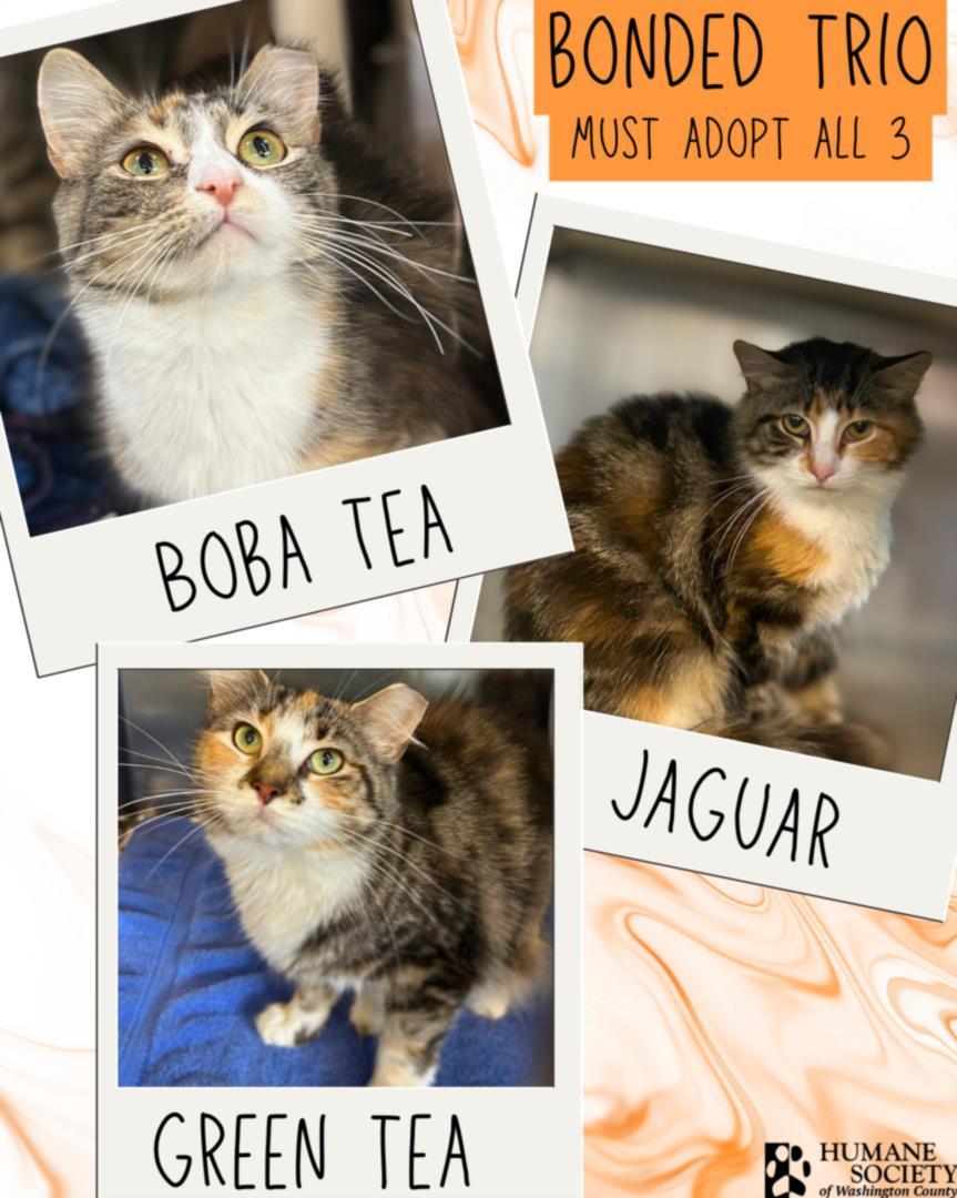 GREEN TEA, Adoptable, Adult Female Domestic Long Hair.