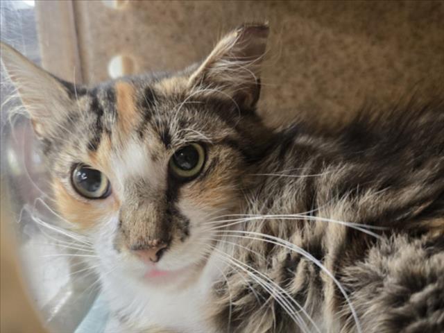 GREEN TEA, Adoptable, Adult Female Domestic Long Hair.