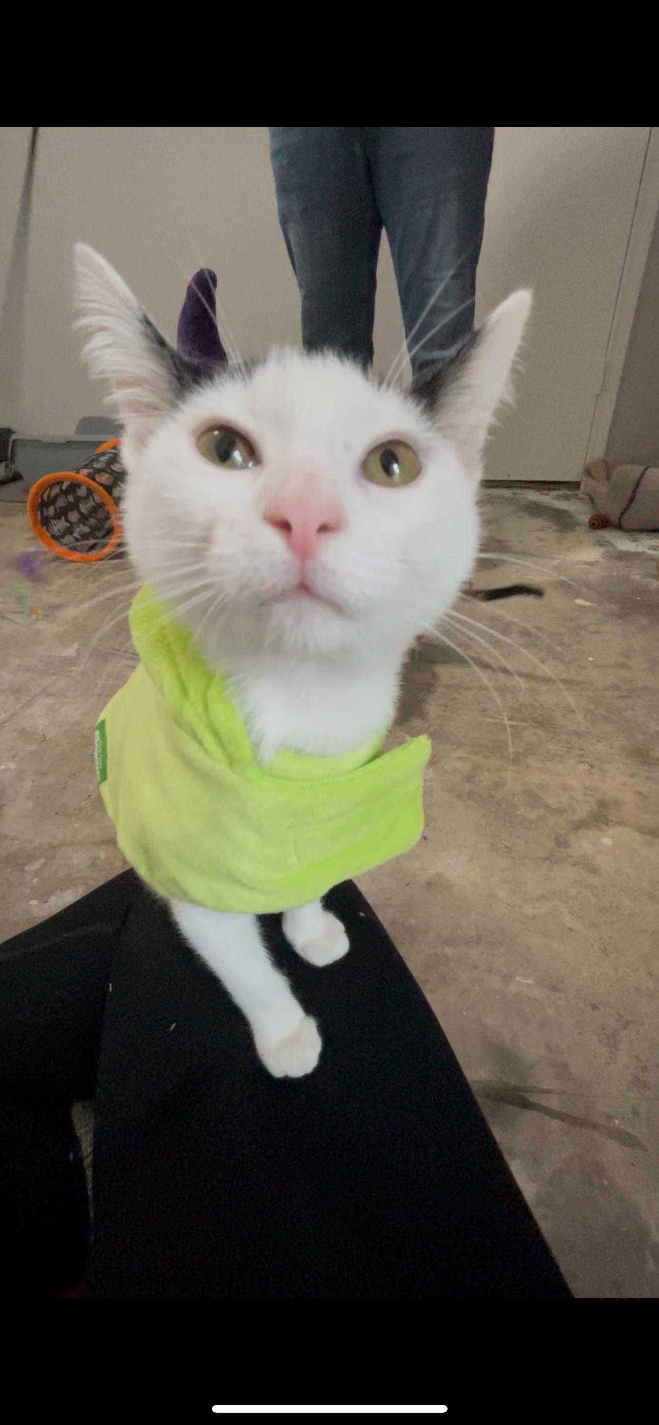 Melbourne - Riley Fuzzel Petsmart