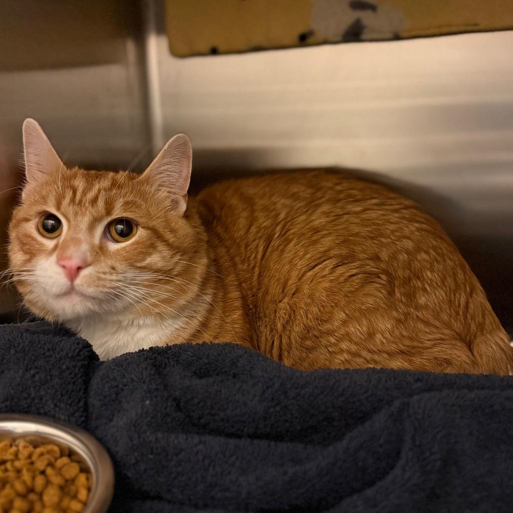 Enlarge Helios, a Adoptable Domestic Short Hair in Council Bluffs, IA image 1/1