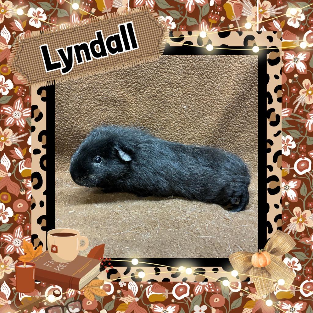 Lyndall, Adoptable, Young Male Guinea Pig.