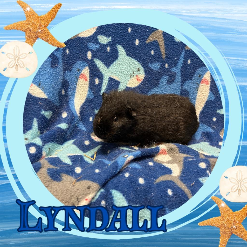 Enlarge Lyndall, a Adoptable Guinea Pig in Elizabethtown, KY image 2/2