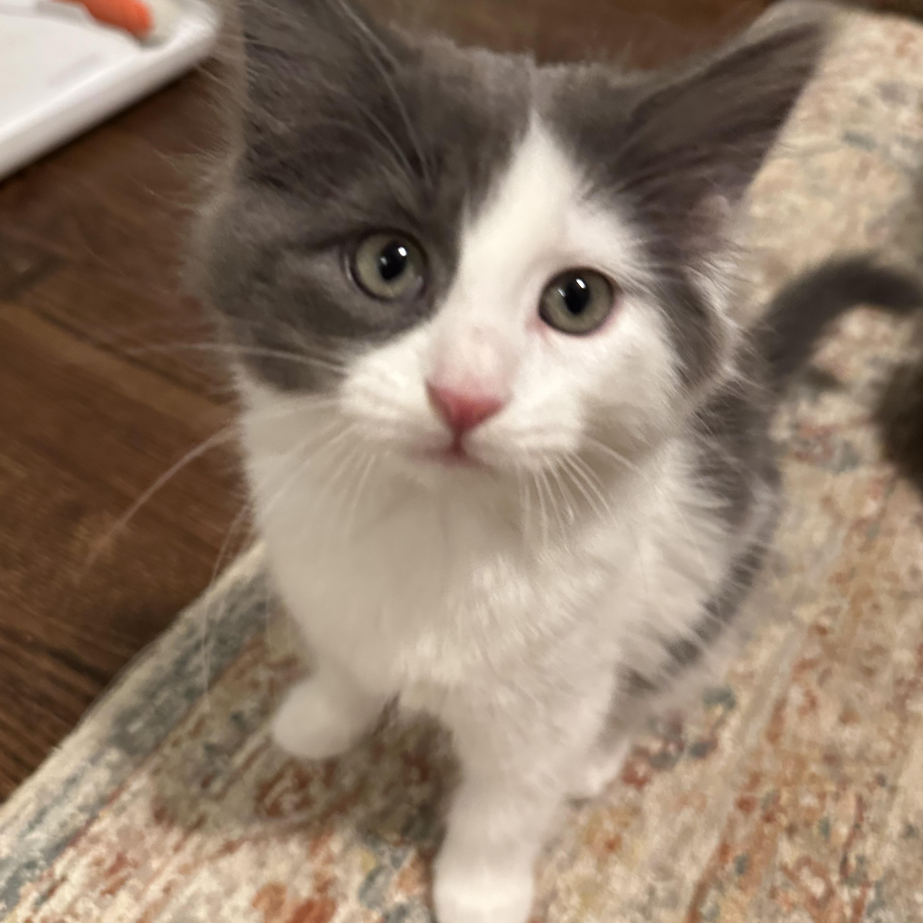 Chub - Under The Sea