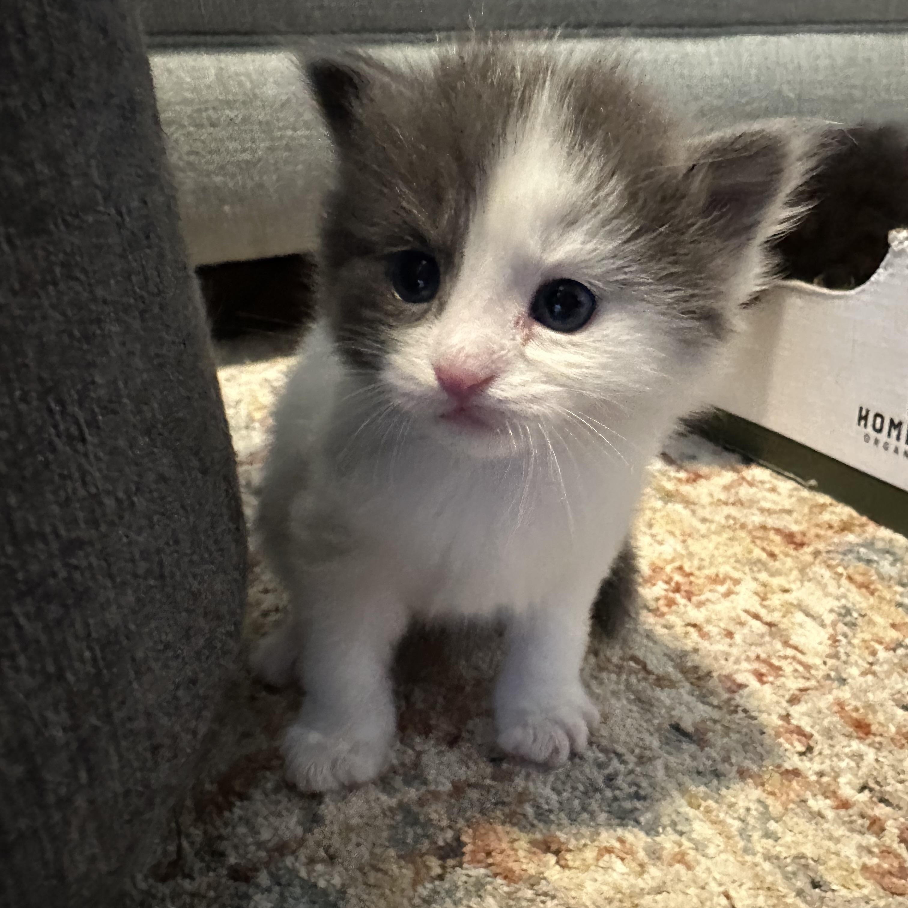 Chub - Under The Sea