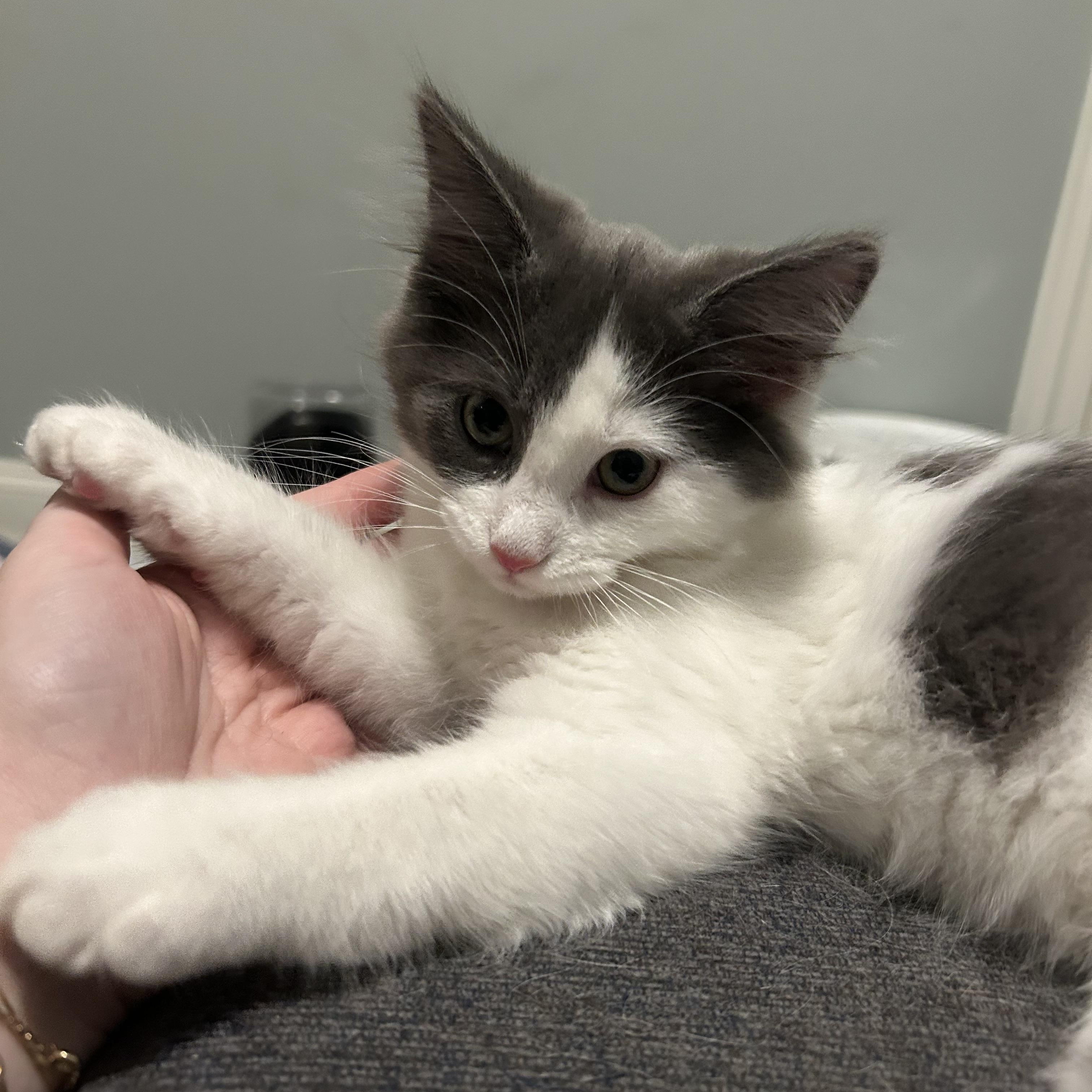 Chub - Under The Sea