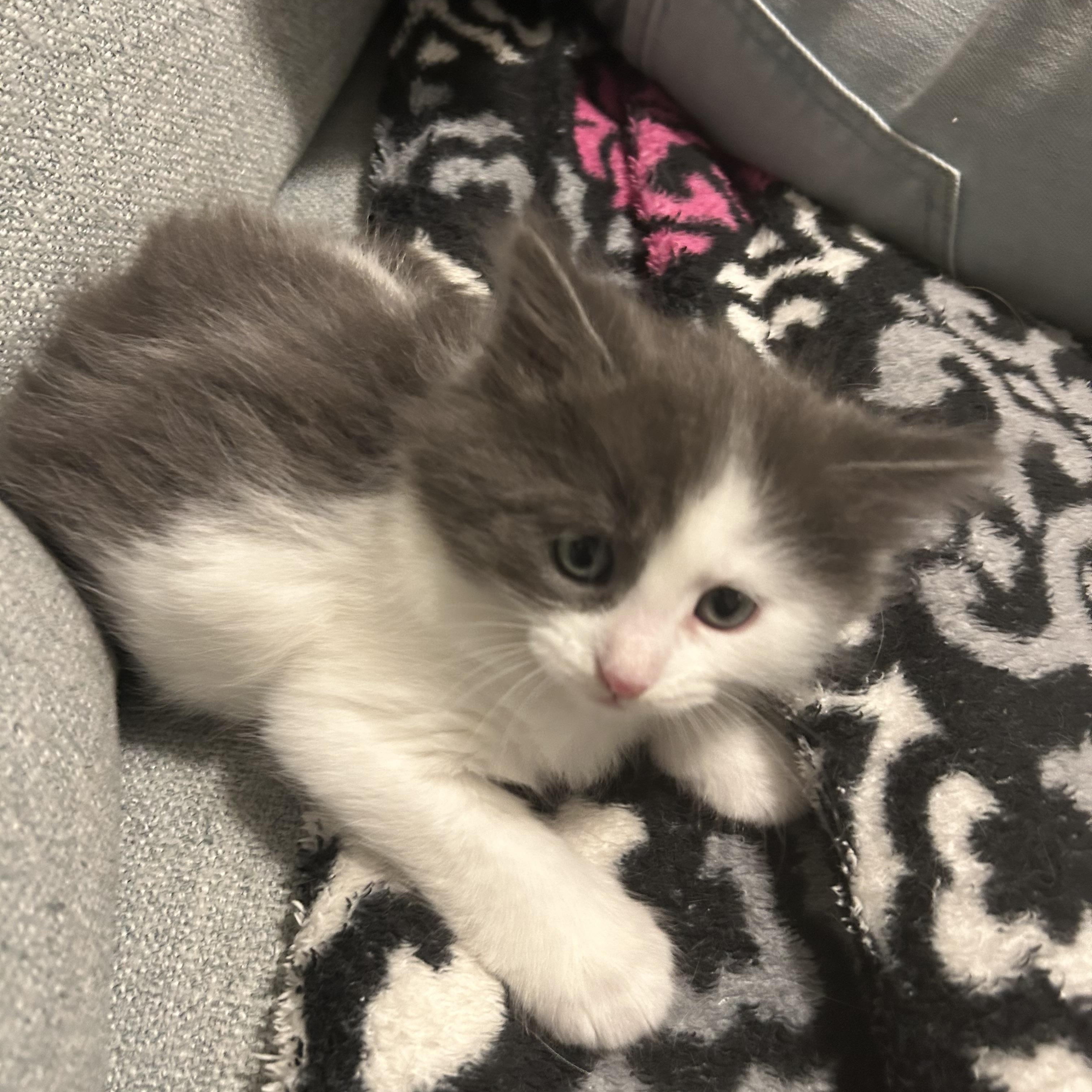 Chub - Under The Sea