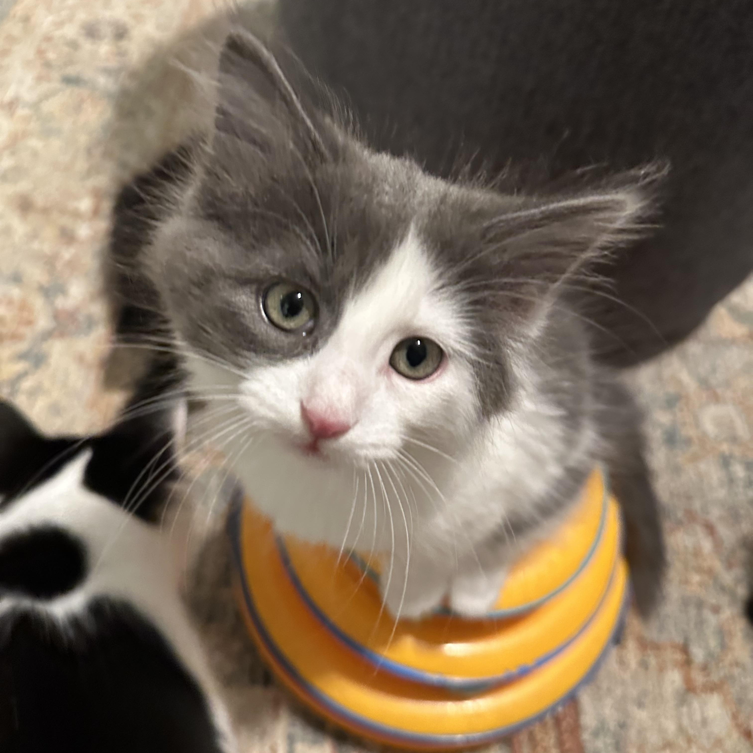 Chub - Under The Sea