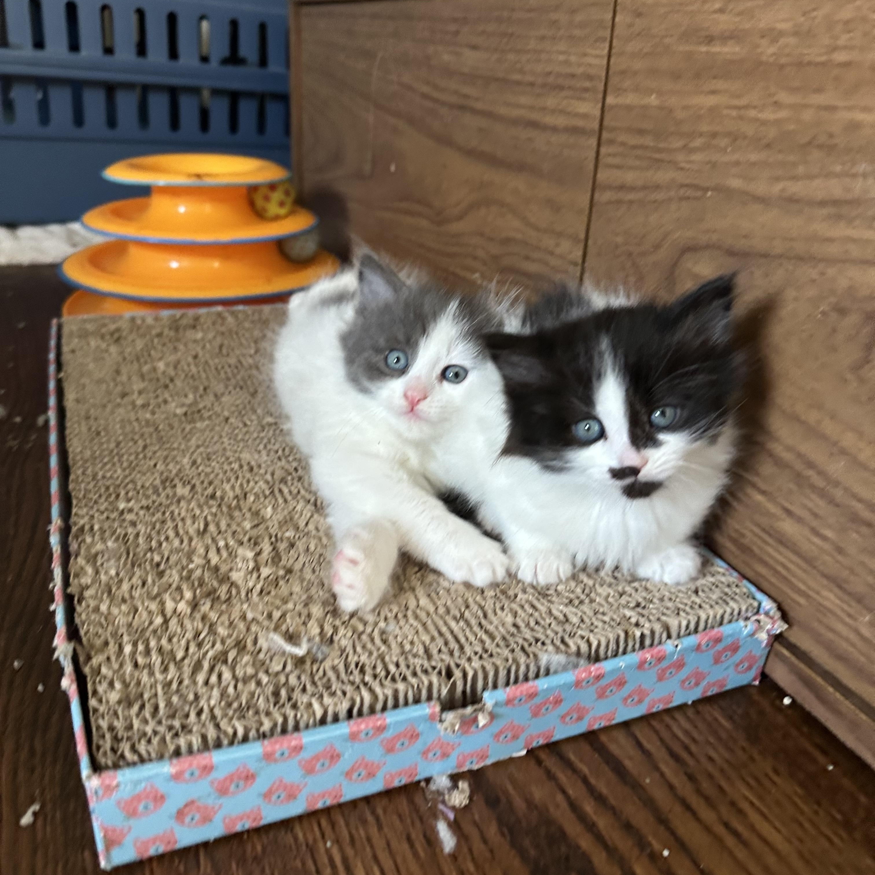 Chub - Under The Sea