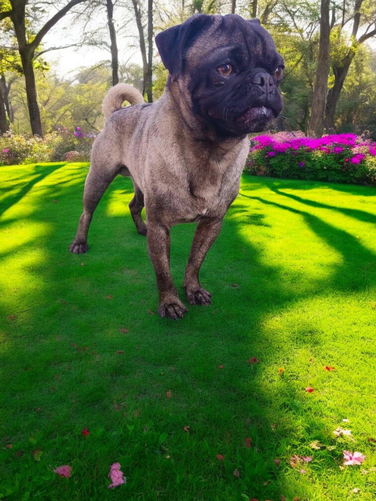 Enlarge Ben, a Adoptable mixed breed in Oceanside, CA image 3/6