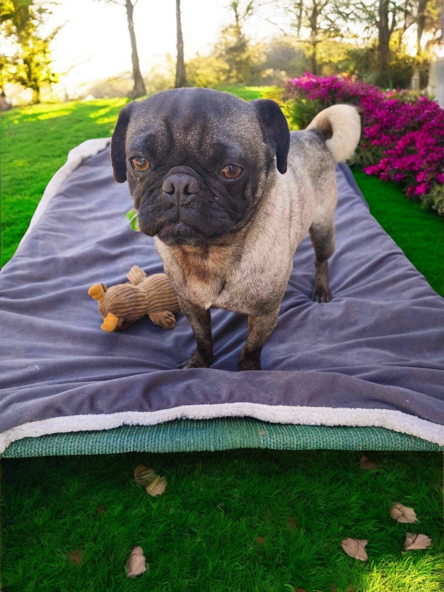 Enlarge Ben, a Adoptable mixed breed in Oceanside, CA image 5/6