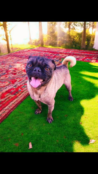 Enlarge Ben, a Adoptable mixed breed in Oceanside, CA video 6/6