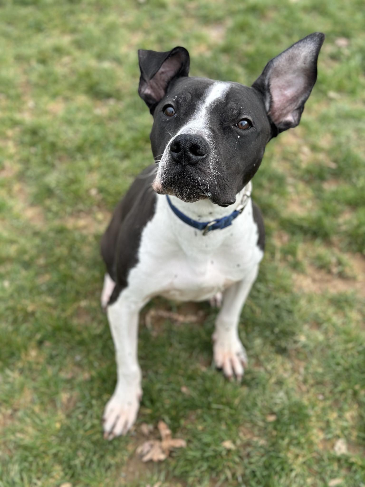 Dog for adoption Daemon, a Terrier Mix in Chambersburg, PA Petfinder