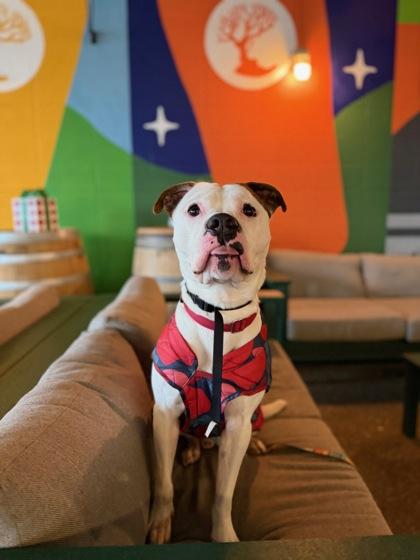 Radagast thumbnail 2