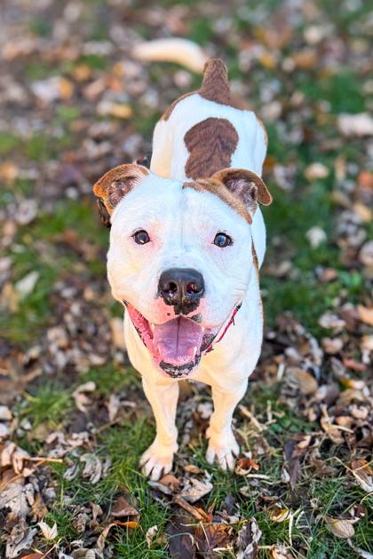 Radagast thumbnail 3