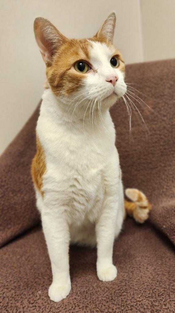 Enlarge Boots, a Adoptable mixed breed in Superior, WI image 1/1