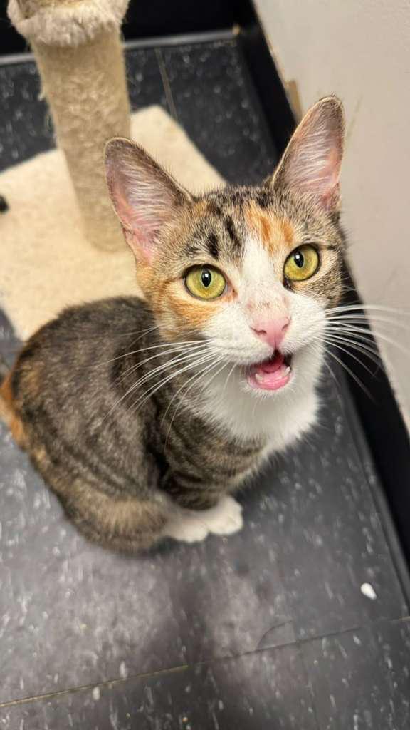 Enlarge Chai, a Adoptable Domestic Short Hair in Brooklyn, NY image 2/2