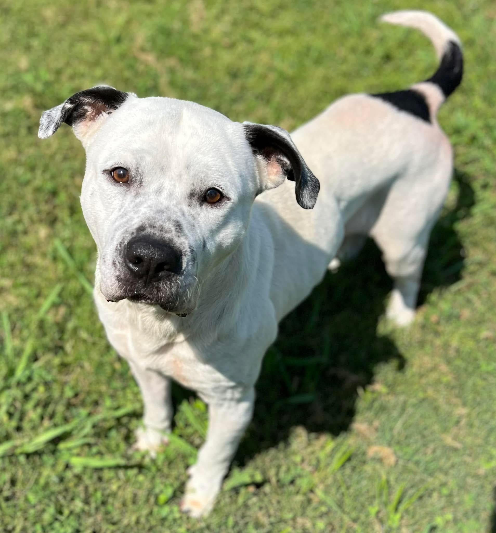 Enlarge Petey, a ADOPTABLE mixed breed in Greensboro, GA image 1/3
