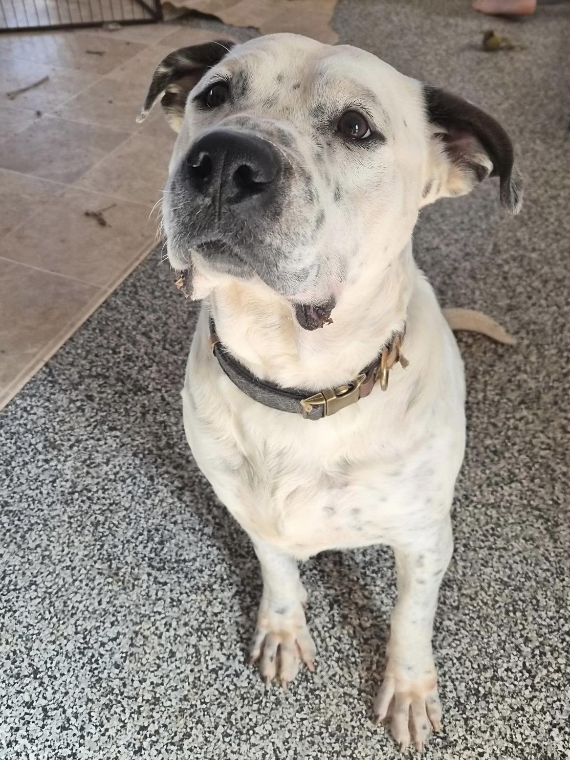 Enlarge Petey, a ADOPTABLE mixed breed in Greensboro, GA image 2/3