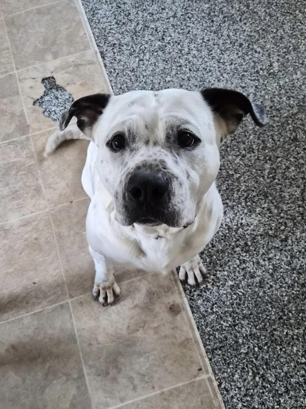 Enlarge Petey, a ADOPTABLE mixed breed in Greensboro, GA image 3/3