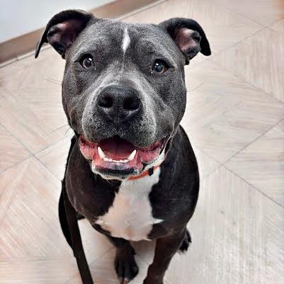 Bo, Adoptable, Young Male Pit Bull Terrier.