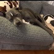 Enlarge Bo, a Adoptable Pit Bull Terrier in Northville, MI image 3/5