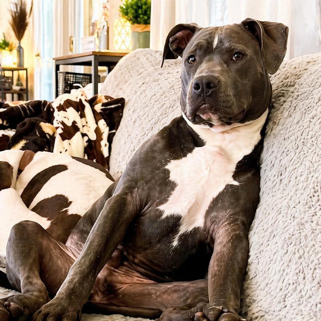 Enlarge Bo, a Adoptable Pit Bull Terrier in Northville, MI image 4/5