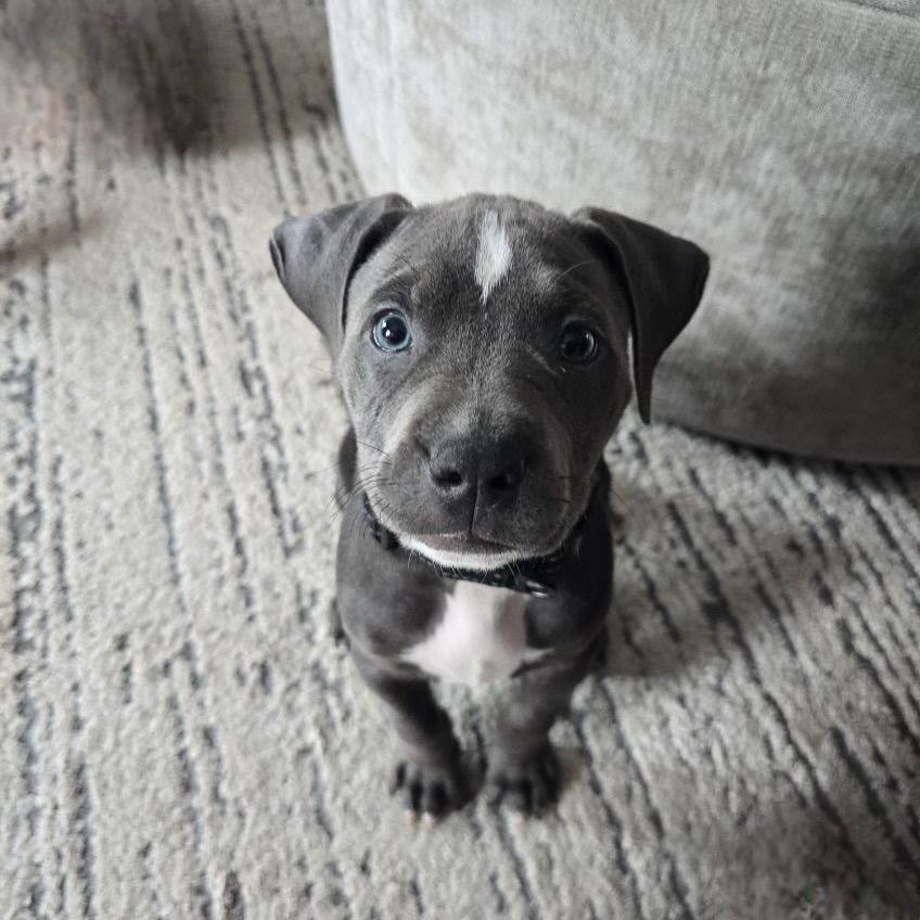 Enlarge Bo, a Adoptable Pit Bull Terrier in Northville, MI image 5/5