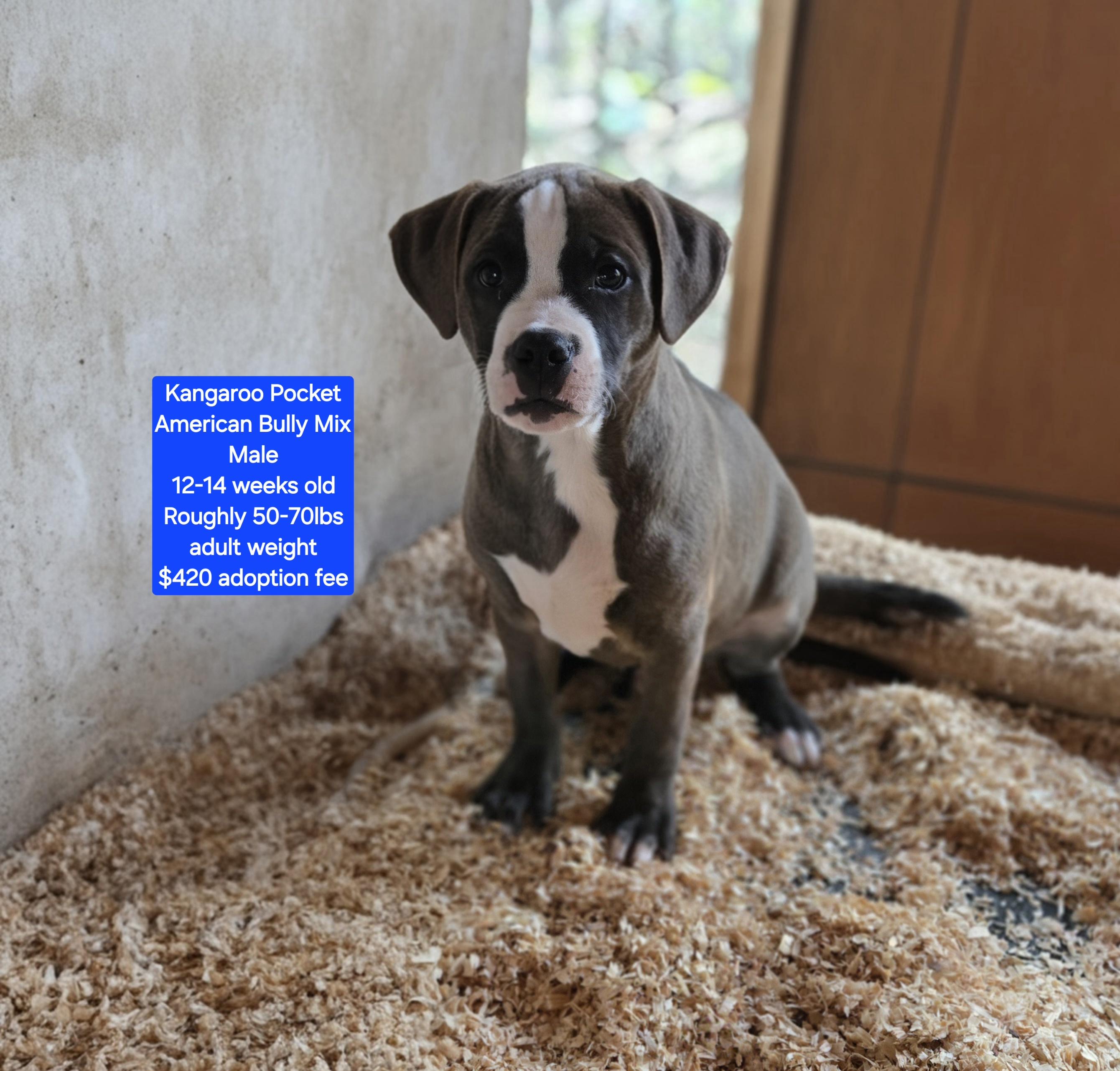 Kangaroo Pocket, ADOPTABLE, Puppy Male American Bully.