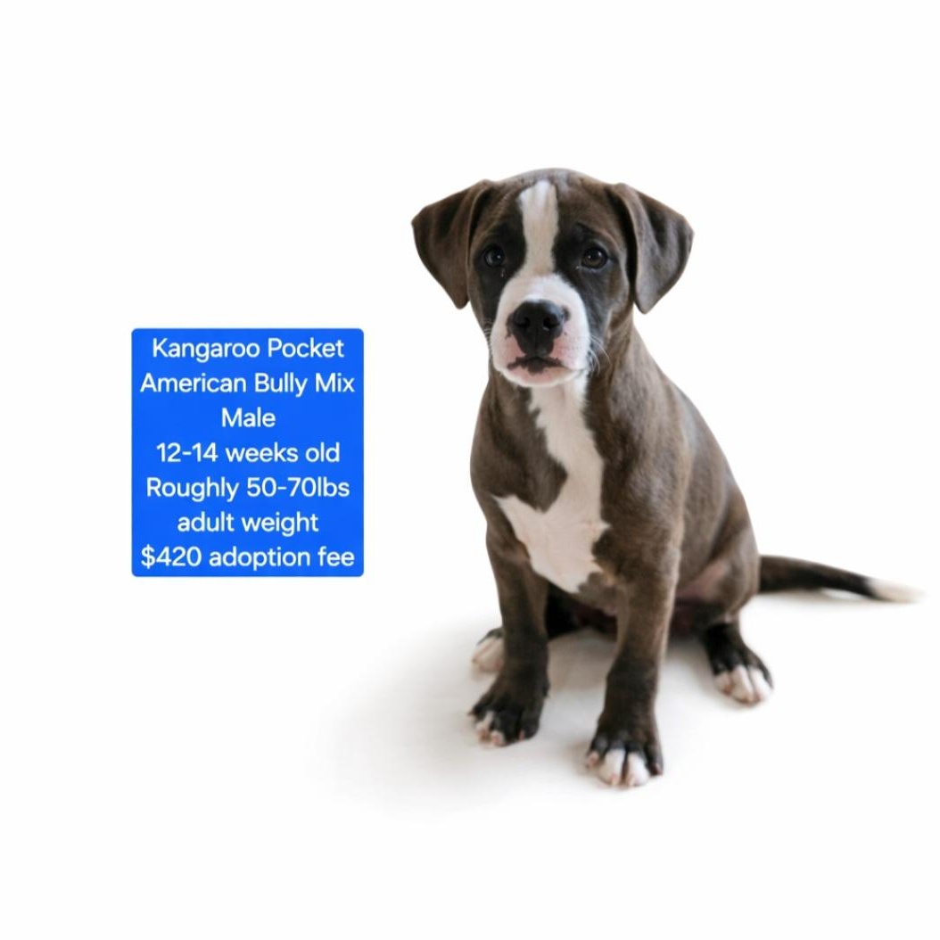 Enlarge Kangaroo Pocket, a ADOPTABLE mixed breed in Oviedo, FL image 1/1