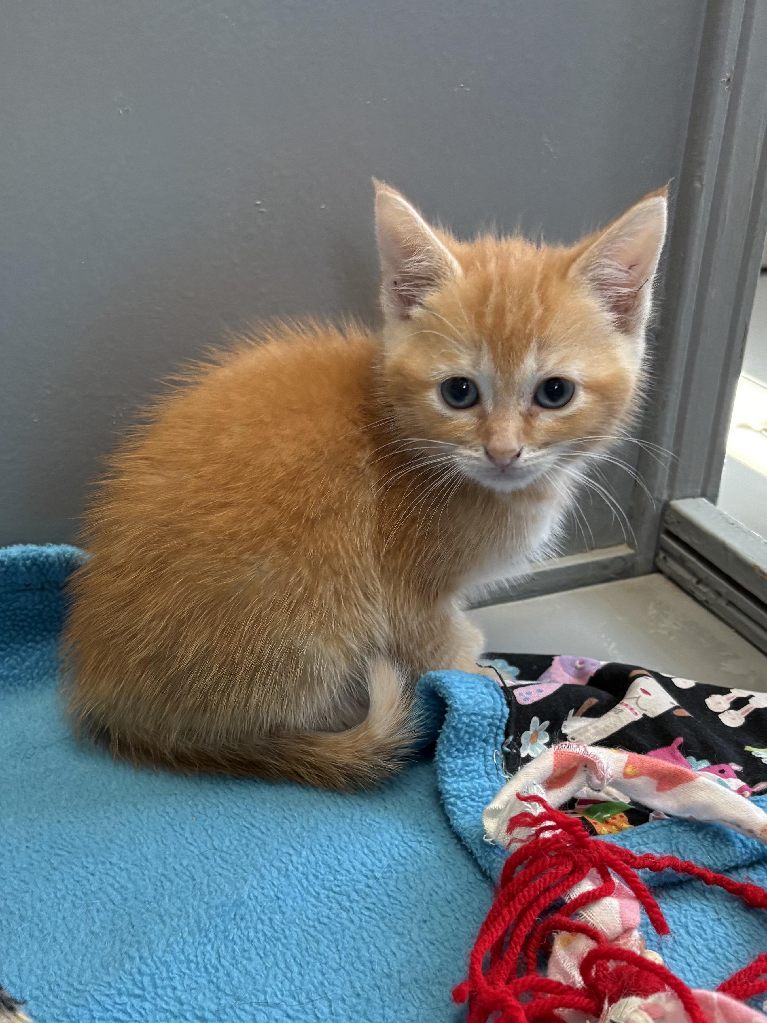 June Bug, ADOPTABLE, Kitten Female American Shorthair.