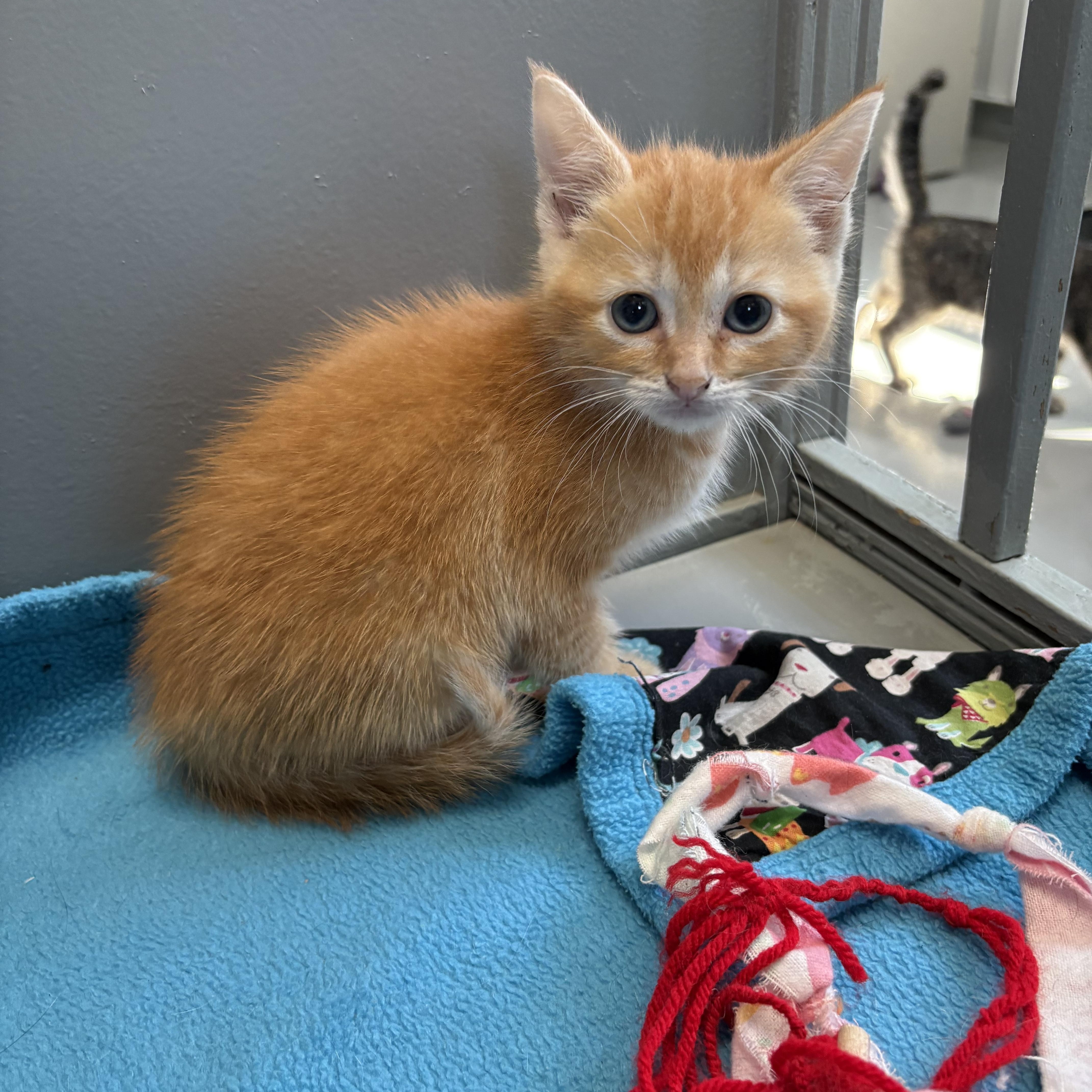 Enlarge June Bug, a ADOPTABLE American Shorthair in Big Rapids, MI image 2/2
