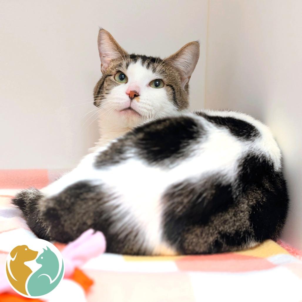 Enlarge Rock Lobster, a Adoptable Domestic Short Hair in Toledo, OH image 1/1