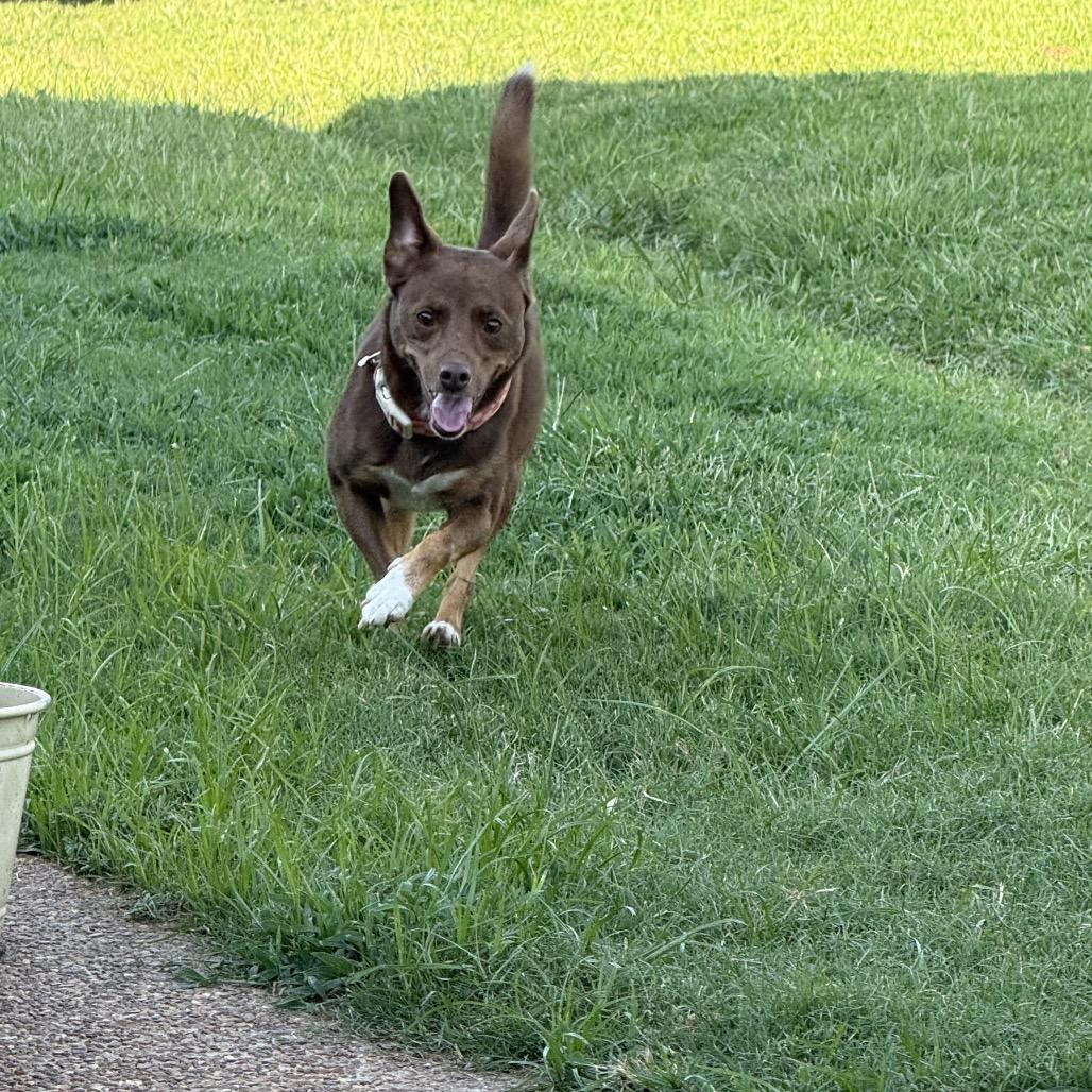Lottie, Adoptable, Adult Female Australian Kelpie & Feist.