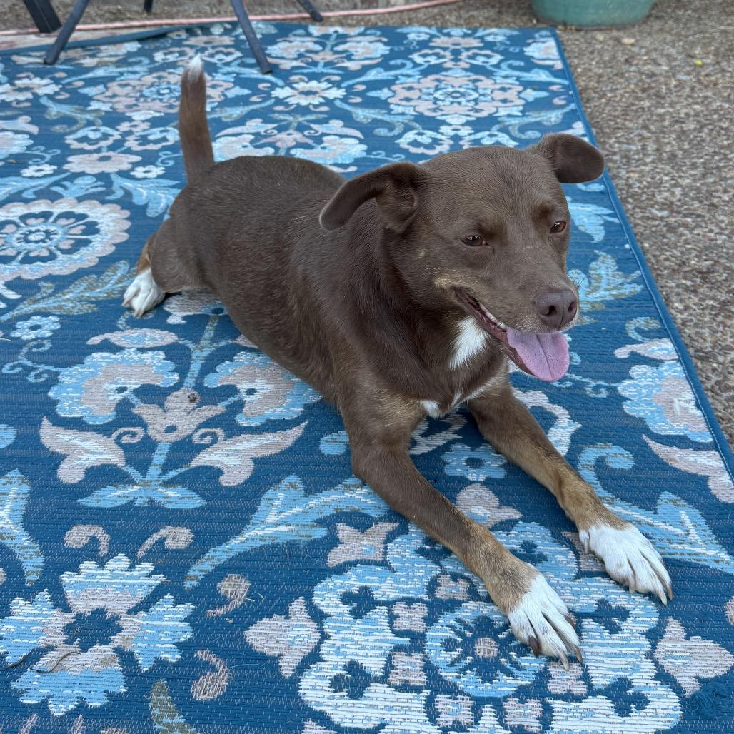 Enlarge Lottie, a Adoptable mixed breed in Cordova, TN image 2/5
