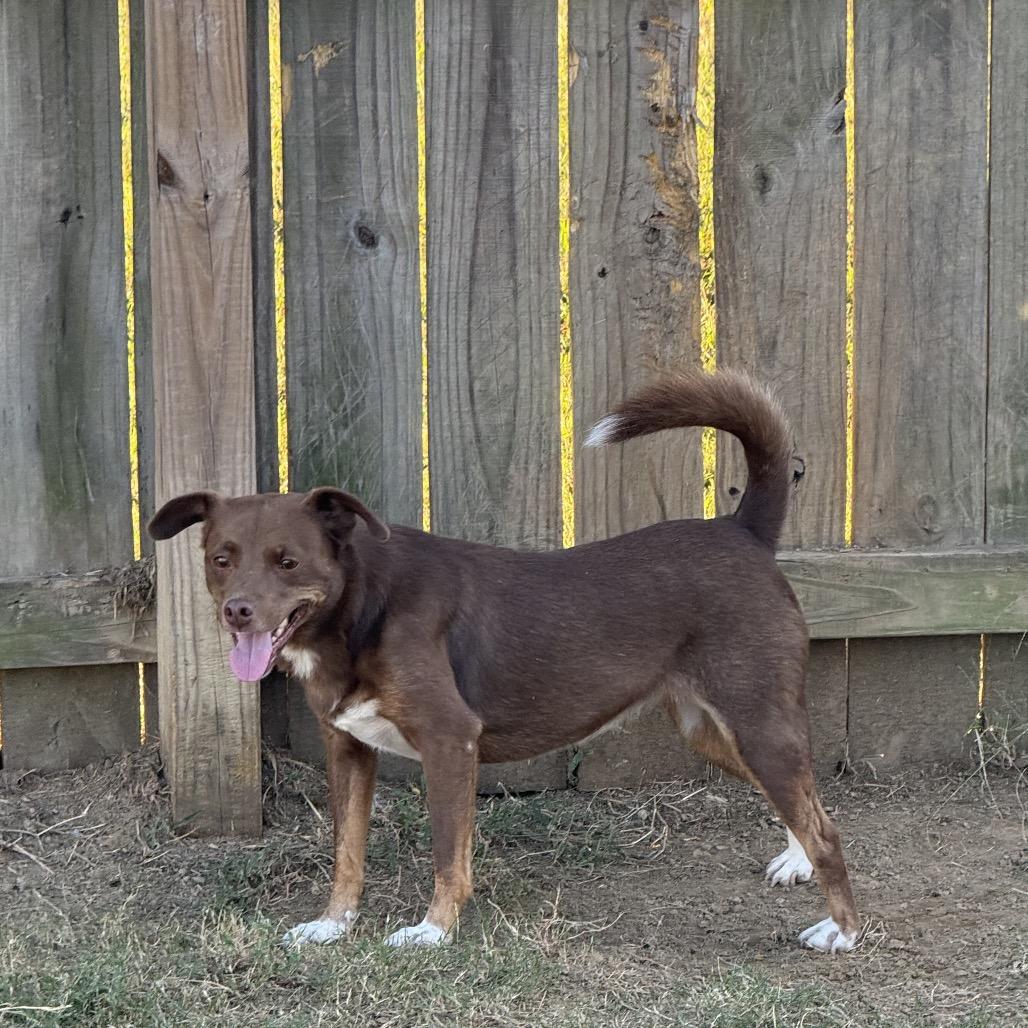 Enlarge Lottie, a Adoptable mixed breed in Cordova, TN image 3/5