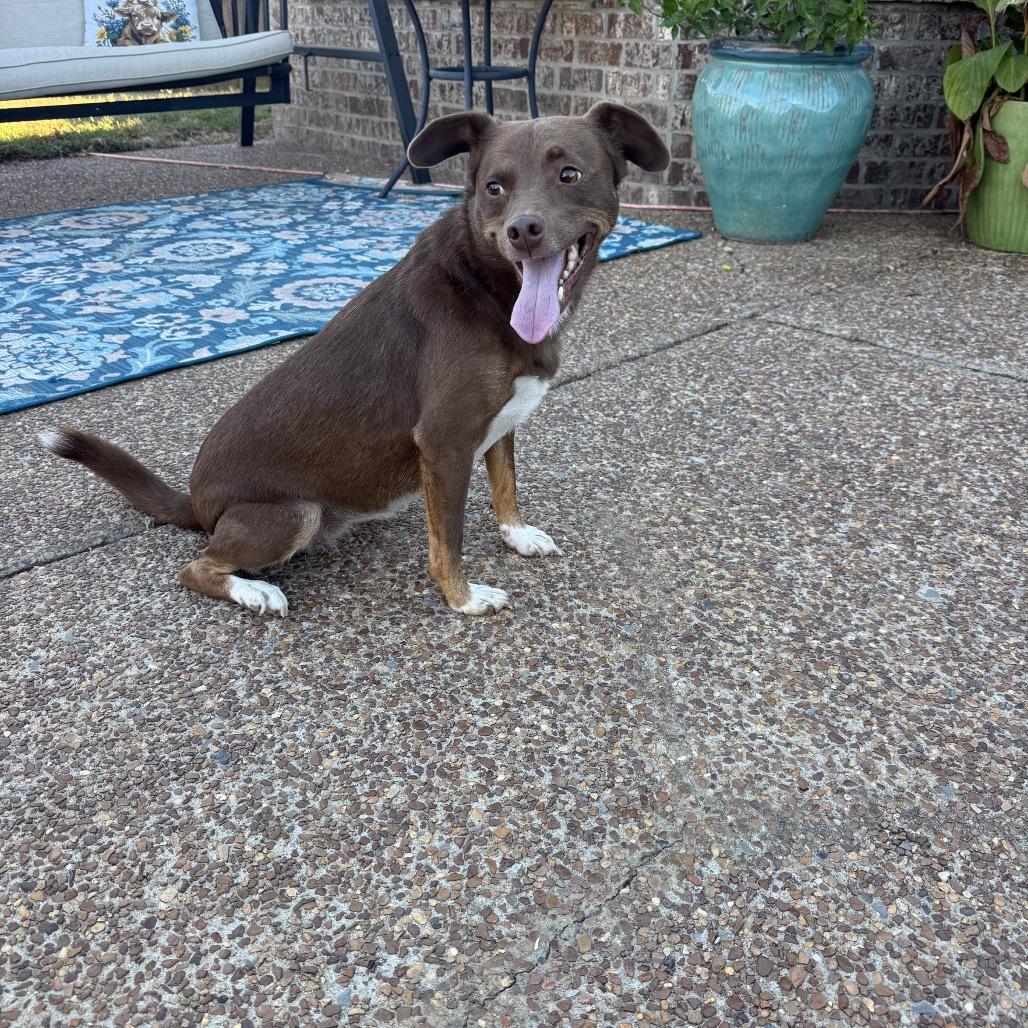 Enlarge Lottie, a Adoptable mixed breed in Cordova, TN image 4/5