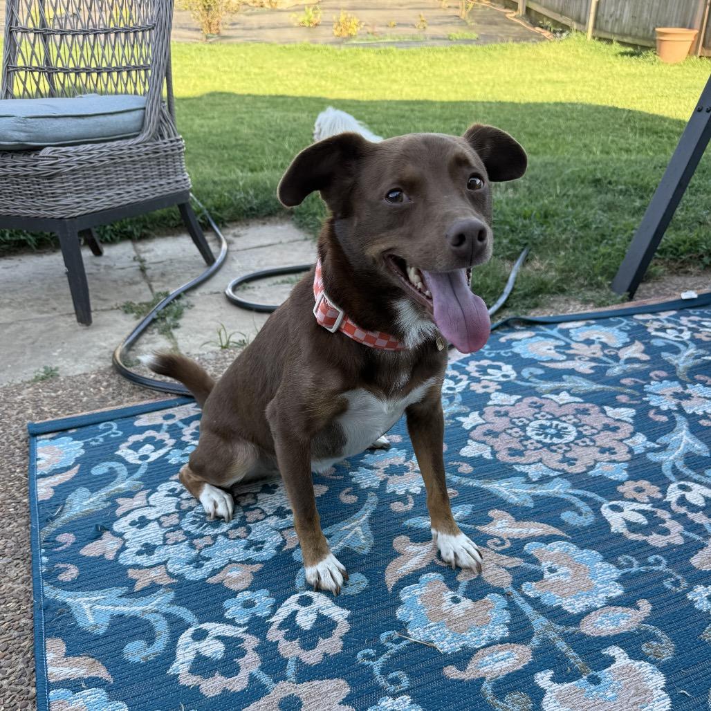 Enlarge Lottie, a Adoptable mixed breed in Cordova, TN image 5/5