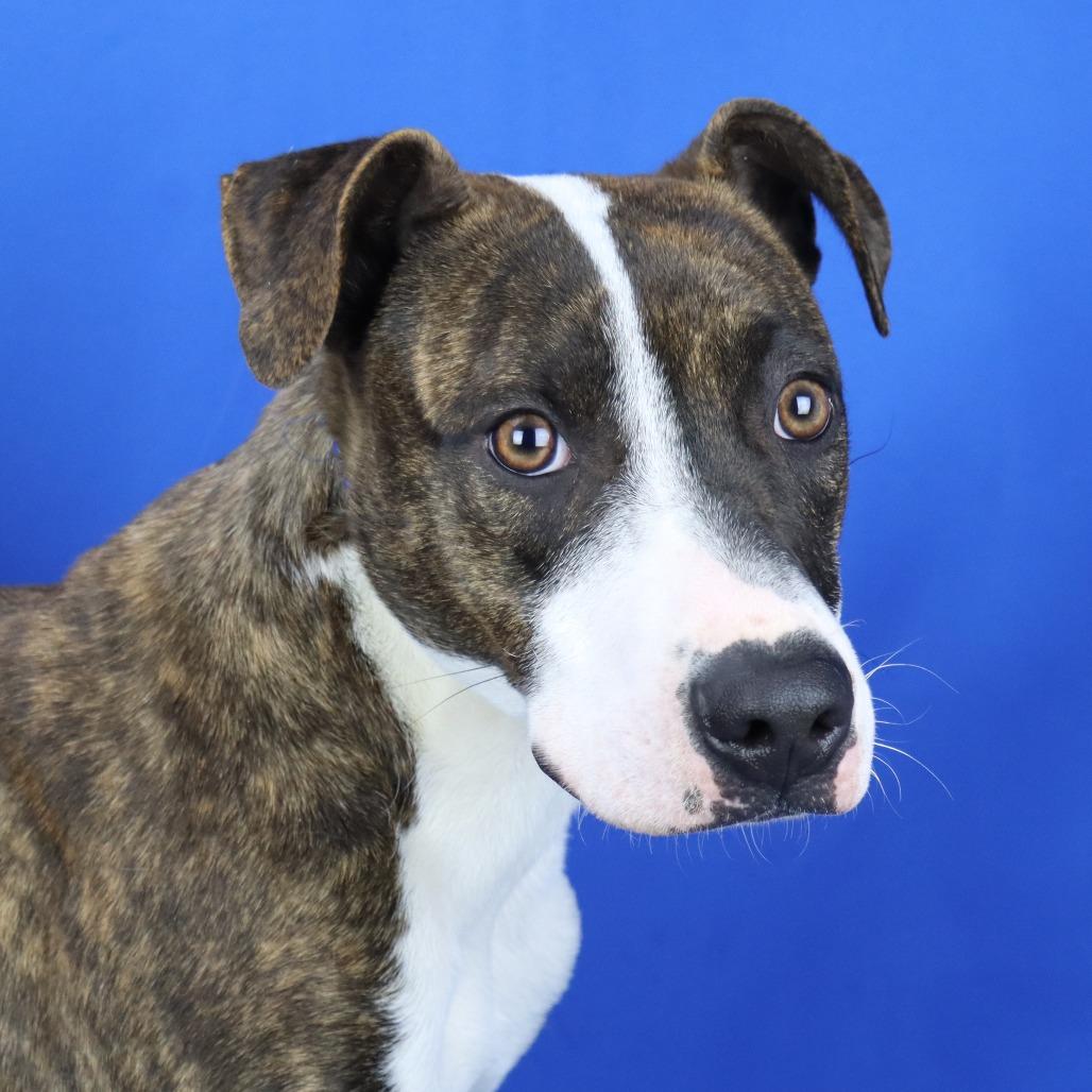 Bentley - 073102T, Adoptable, Young Male Mountain Cur.