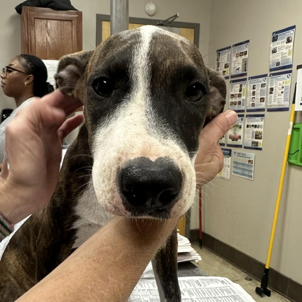 Bentley - 073102T, Adoptable, Young Male Mountain Cur.