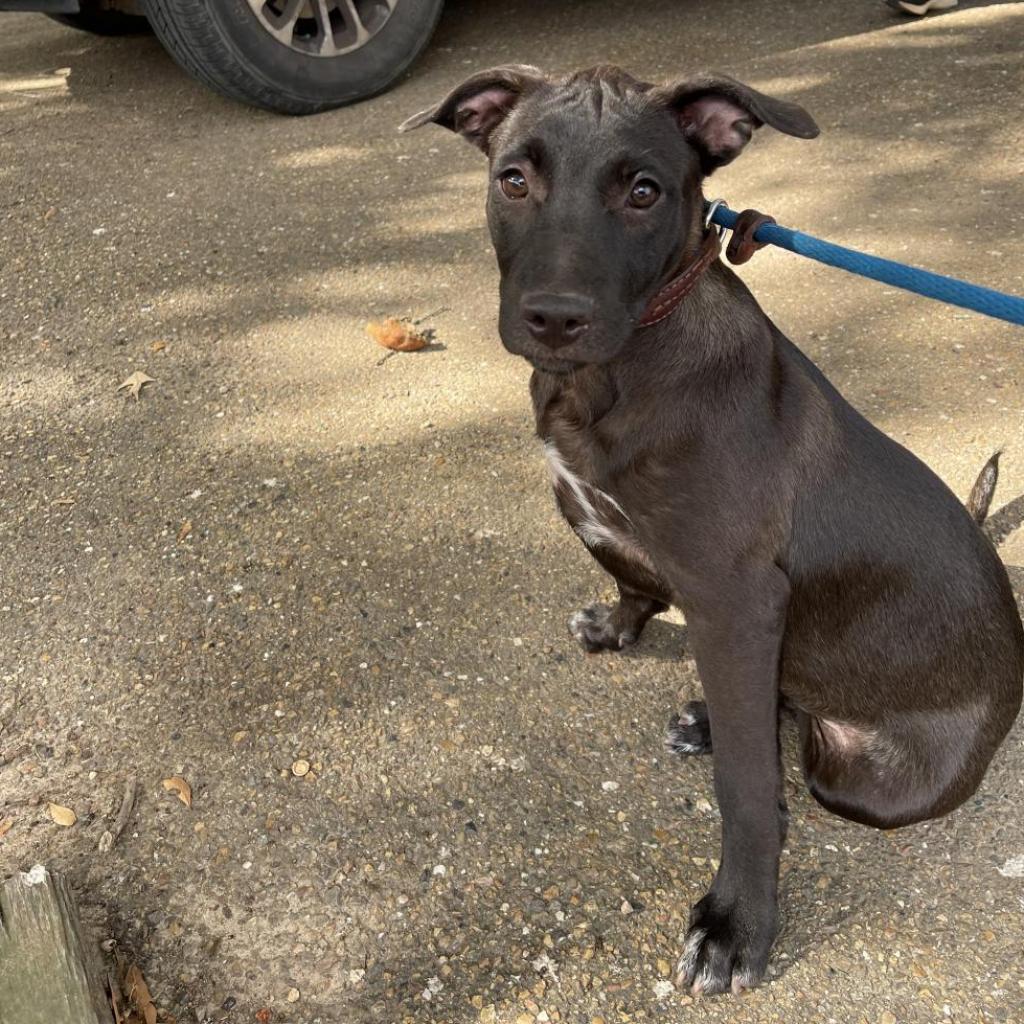 Dolly, Young Female Labrador Retriever