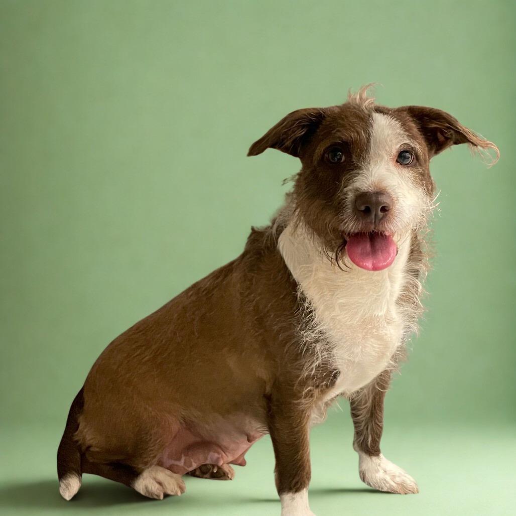 Enlarge Faith, a Adoptable Mixed Breed in Philadelphia, PA image 1/6