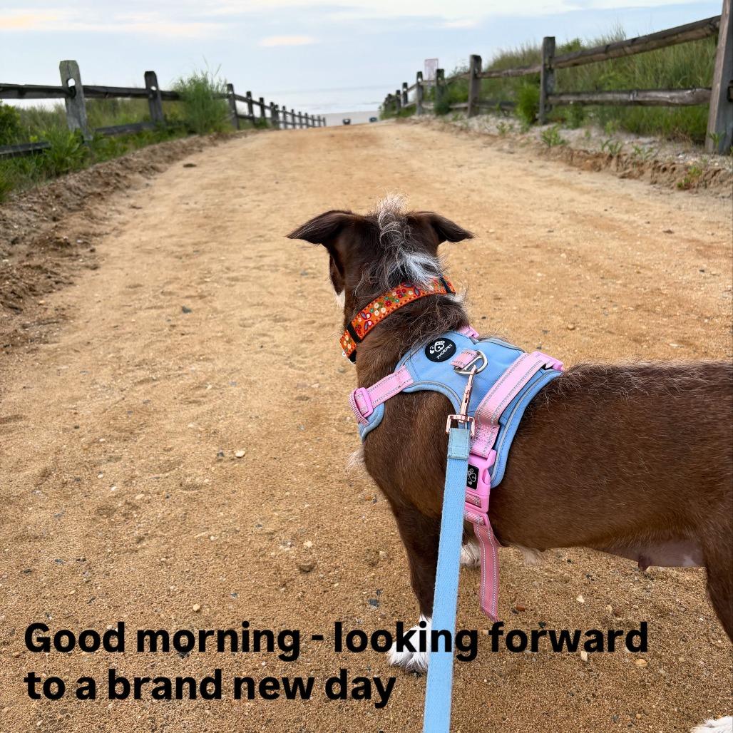 Faith, Adoptable, Adult Female Mixed Breed.