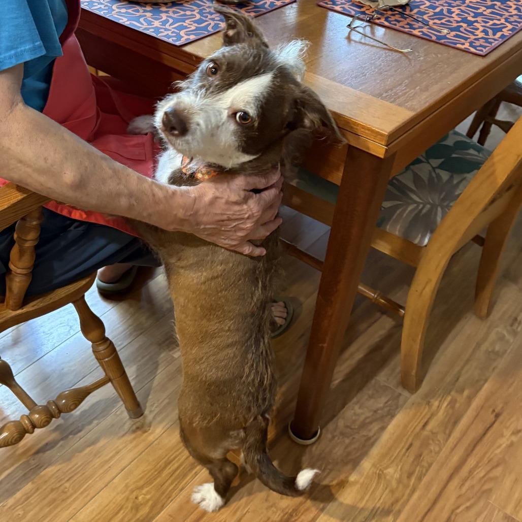 Enlarge Faith, a Adoptable Mixed Breed in Philadelphia, PA image 3/6