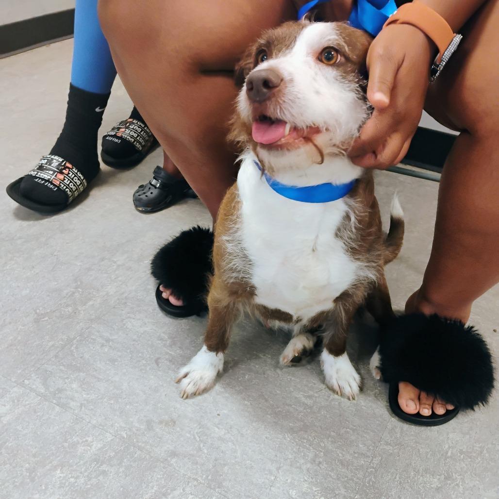 Enlarge Faith, a Adoptable Mixed Breed in Philadelphia, PA image 6/6