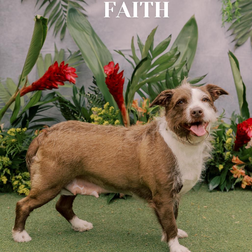 Enlarge Faith, a Adoptable Mixed Breed in Philadelphia, PA image 4/6