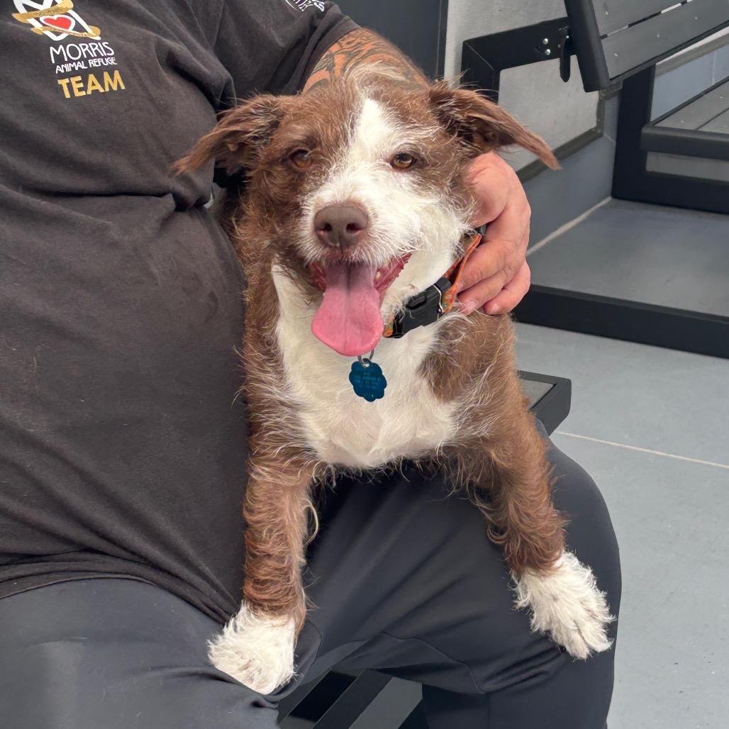 Enlarge Faith, a Adoptable Mixed Breed in Philadelphia, PA image 5/6