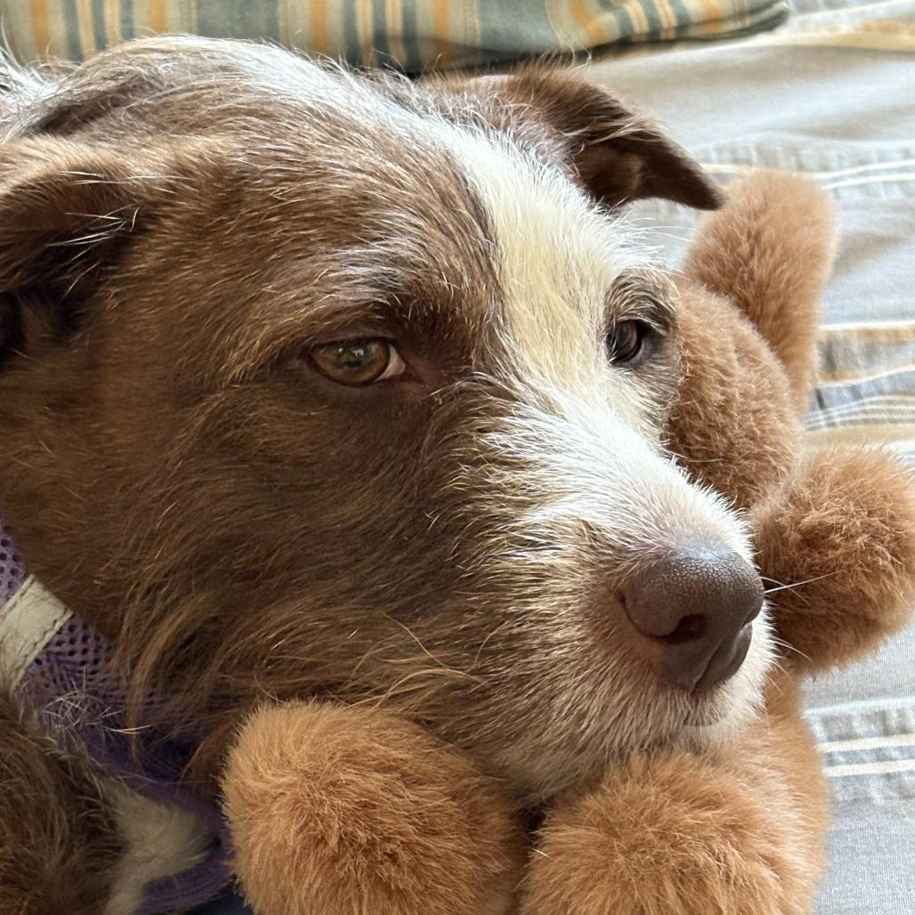 Enlarge Faith, a Adoptable Mixed Breed in Philadelphia, PA image 6/6