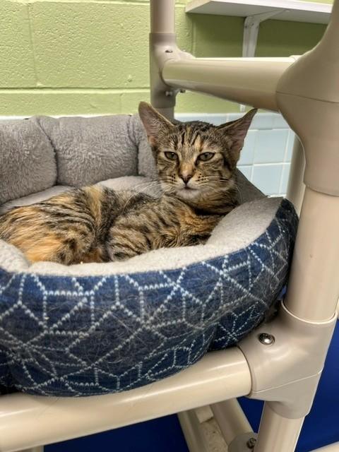 Enlarge Joey, a ADOPTABLE Domestic Short Hair in Oakland, MD image 1/1