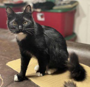 Enlarge Justin, a ADOPTABLE Domestic Short Hair in Kenai, AK image 1/1