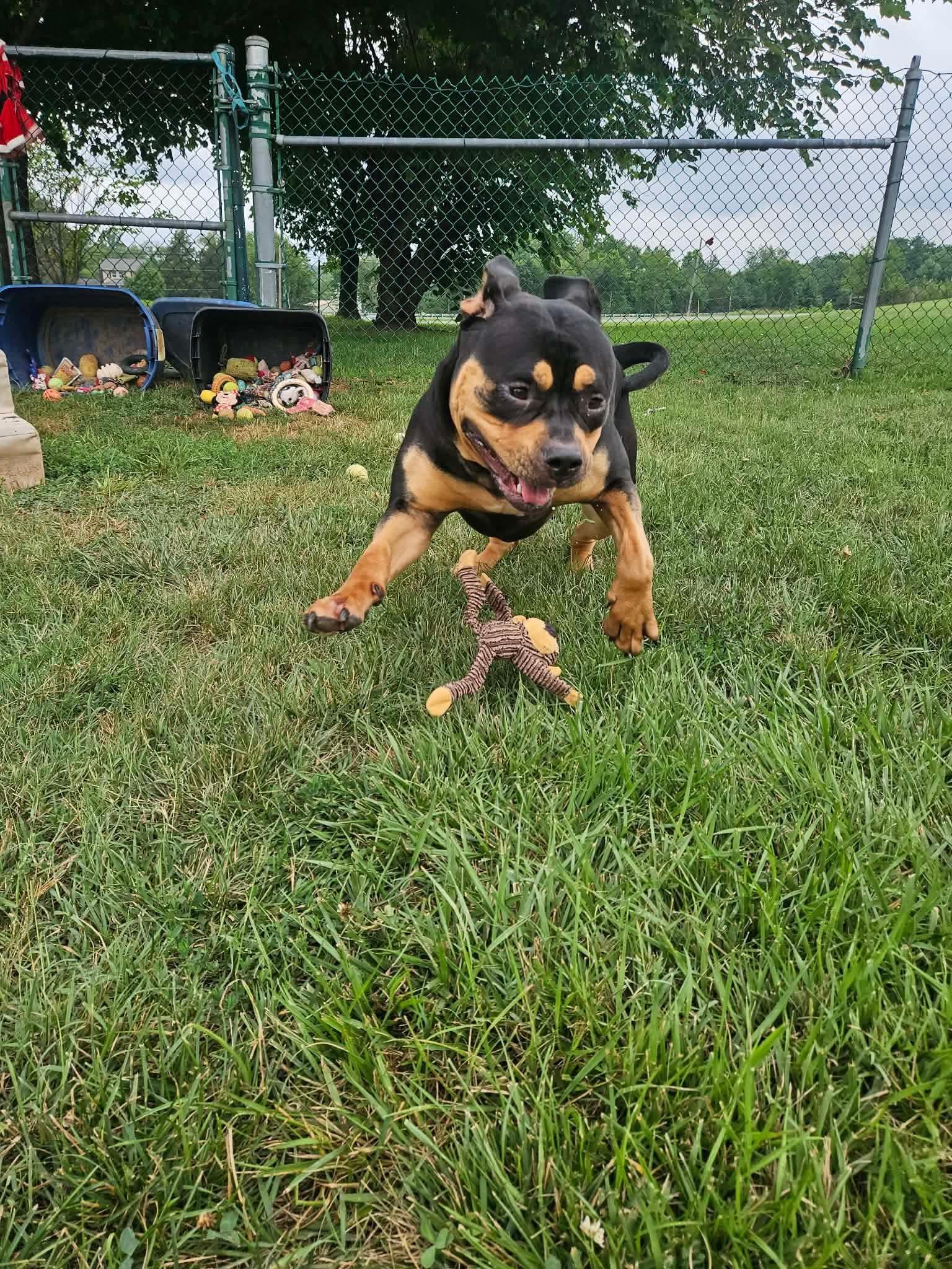 Squishy, a ADOPTABLE mixed breed in Culpeper, VA image 2/4